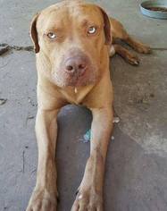 Mastiff Dogs for adoption in Lone Oak, TX, USA