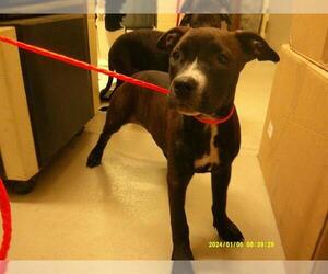 American Pit Bull Terrier-Unknown Mix Dogs for adoption in Sanford, FL, USA