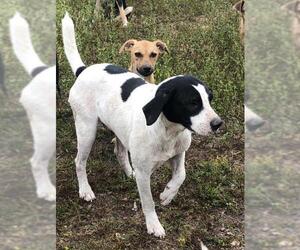 Labrador Retriever-Unknown Mix Dogs for adoption in Waldron, AR, USA