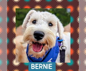 Mutt Dogs for adoption in Littleton, CO, USA