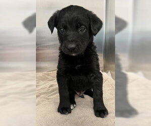 Labrador Retriever-Unknown Mix Dogs for adoption in Fremont, CA, USA