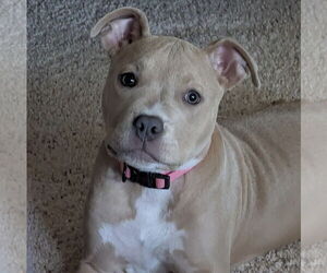 American Pit Bull Terrier Dogs for adoption in Princeton, MN, USA