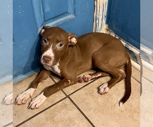American Pit Bull Terrier Dogs for adoption in Horn Lake, MS, USA