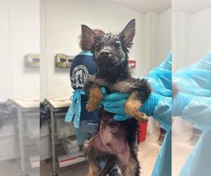 Siberian Husky Dogs for adoption in Bakersfield, CA, USA