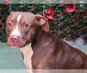 American Pit Bull Terrier Dogs for adoption in Charlotte, NC, USA