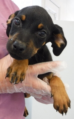 Medium Photo #1 Dachshund Puppy For Sale in Morton Grove, IL, USA