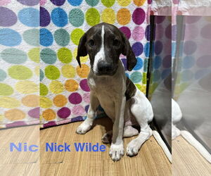 Labrador Retriever-Unknown Mix Dogs for adoption in Ball Ground, GA, USA