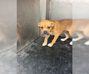 Mutt Dogs for adoption in Woodland, CA, USA