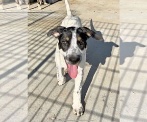 Labrador Retriever-Unknown Mix Dogs for adoption in Green Forest, AR, USA