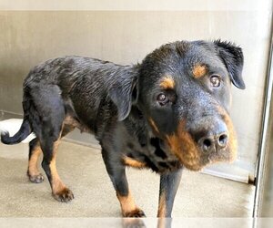 Rottweiler Dogs for adoption in San Bernardino, CA, USA