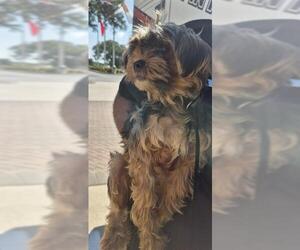 Mutt Dogs for adoption in San Antonio, TX, USA