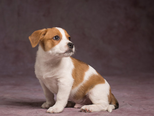 Medium Photo #1 Pembroke Welsh Corgi-Unknown Mix Puppy For Sale in League City, TX, USA