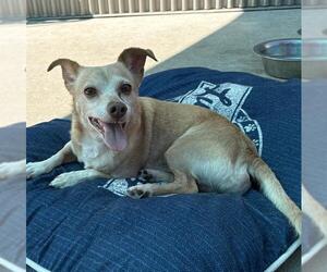 Chihuahua Dogs for adoption in Sacramento, CA, USA