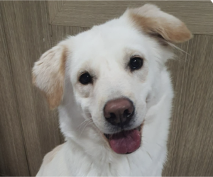 Retriever -Unknown Mix Dogs for adoption in San Ramon, CA, USA
