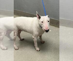 Bull Terrier-Unknown Mix Dogs for adoption in Las Vegas, NV, USA