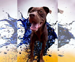 Medium Photo #1 Labrador Retriever-Unknown Mix Puppy For Sale in FRAMINGHAM, MA, USA