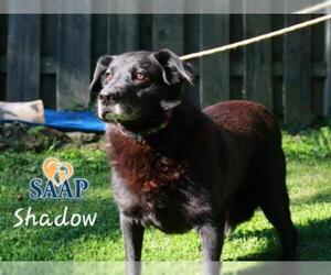 Labrador Retriever-Unknown Mix Dogs for adoption in Newport, KY, USA