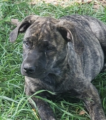 American Pit Bull Terrier-Catahoula Leopard Dog Mix Dogs for adoption in Cabool, MO, USA