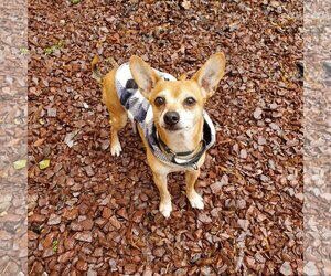 Chihuahua-Unknown Mix Dogs for adoption in New Castle, DE, USA