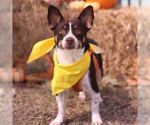 Chihuahua-Unknown Mix Dogs for adoption in San Antonio, TX, USA