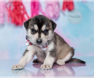 Huskies -Unknown Mix Dogs for adoption in Tuscaloosa, AL, USA