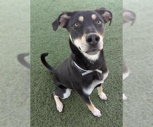 German Shepherd Dog-Unknown Mix Dogs for adoption in Downey, CA, USA