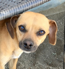 Chiweenie Dogs for adoption in Lancaster, CA, USA