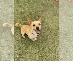 Chihuahua-Unknown Mix Dogs for adoption in Tempe , AZ, USA