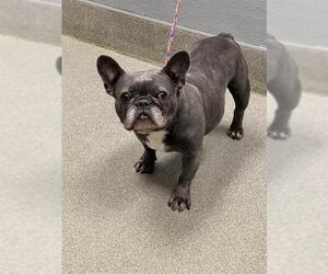 French Bulldog-Unknown Mix Dogs for adoption in Las Vegas, NV, USA