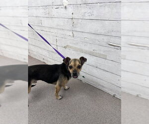 Chihuahua-Unknown Mix Dogs for adoption in San Bernardino, CA, USA