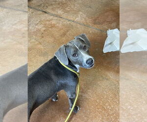 Beagle-Staffordshire Bull Terrier Mix Dogs for adoption in Bolivar, MO, USA