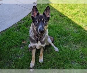German Shepherd Dog-Siberian Husky Mix Dogs for adoption in San Clemente, CA, USA