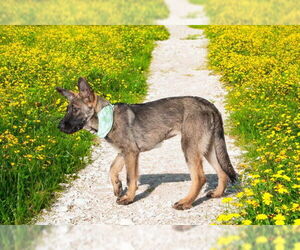 German Shepherd Dog-Unknown Mix Dogs for adoption in San Andreas, CA, USA