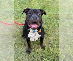 Rottweiler-American Pit Bull Terrier Dogs for adoption in Las Vegas, NV, USA