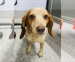 Beagle Dogs for adoption in Westminster, MD, USA
