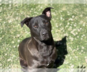 Labrador Retriever-Unknown Mix Dogs for adoption in Tulsa, OK, USA