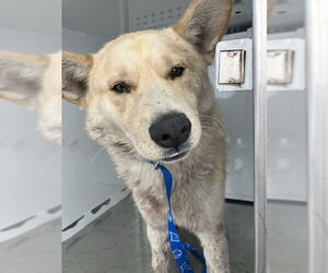 Siberian Husky-Unknown Mix Dogs for adoption in Stockton, CA, USA