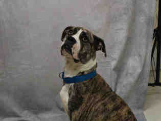 Bulloxer Dogs for adoption in Bowling Green, OH, USA