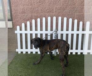 Mutt Dogs for adoption in Modesto, CA, USA