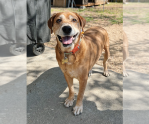 Retriever -Unknown Mix Dogs for adoption in Flower Mound, TX, USA