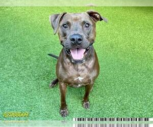 American Pit Bull Terrier Dogs for adoption in West Palm Beach, FL, USA