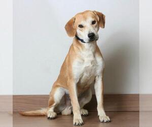 Mutt Dogs for adoption in Eden Prairie, MN, USA