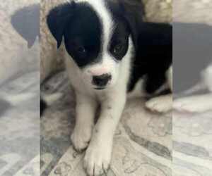 Mutt Dogs for adoption in MIDWAY, UT, USA