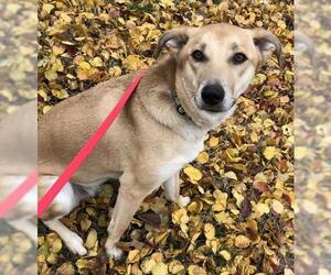 Carolina Dog-Labrador Retriever Mix Dogs for adoption in Dahlgren, VA, USA
