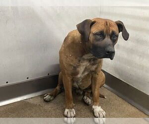 Boxer-Unknown Mix Dogs for adoption in San Bernardino, CA, USA