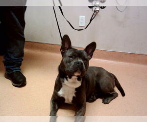 French Bulldog-Unknown Mix Dogs for adoption in Martinez, CA, USA