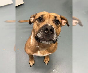 American Bulldog Dogs for adoption in London, Ontario, Canada