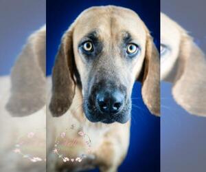 Coonhound-Unknown Mix Dogs for adoption in Tupelo, MS, USA