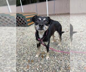 Chihuahua-Unknown Mix Dogs for adoption in Palmetto, FL, USA