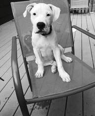 American Bulldog-Dogo Argentino Mix Dogs for adoption in Hamburg, NJ, USA